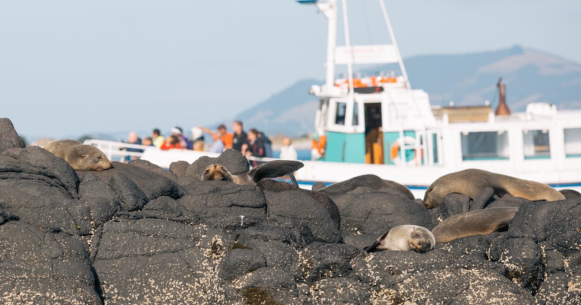 Monarch Wildlife Cruise and Peninsula Encounter Tour - image 3